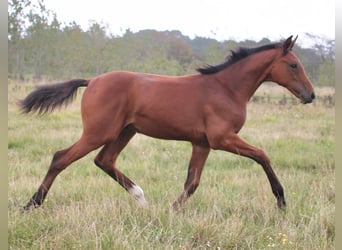 Holstein, Stallion, Foal (04/2023), 16.3 hh, Bay