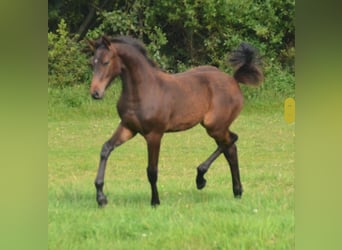 Holstein, Stallion, Foal (04/2023), 16.3 hh, Bay
