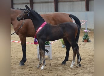 Holstein, Stallion, Foal (04/2023), 16.3 hh, Bay