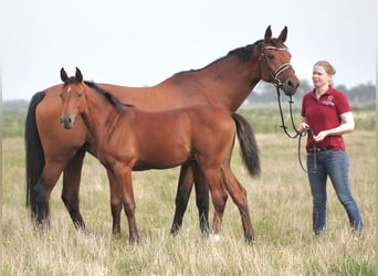 Holstein, Stallion, Foal (04/2023), 16.3 hh, Bay