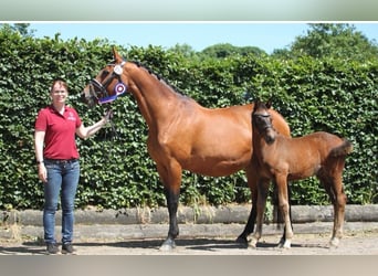 Holstein, Stallion, Foal (04/2023), 16.3 hh, Bay