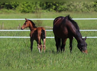 Holstein, Stallion, Foal (03/2026), 16.3 hh, Brown