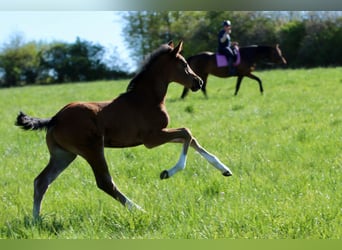 Holstein, Stallion, Foal (03/2026), 16.3 hh, Brown