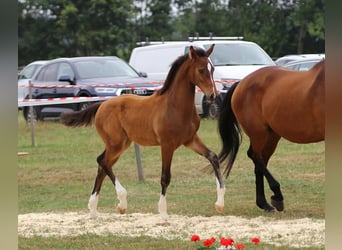 Holstein, Stallion, Foal (03/2026), 16.3 hh, Brown
