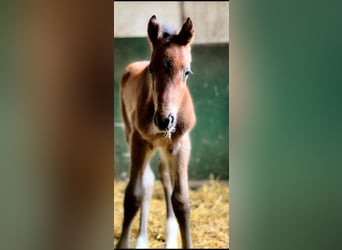 Holstein, Stallion, Foal (03/2024), 16.3 hh, Brown