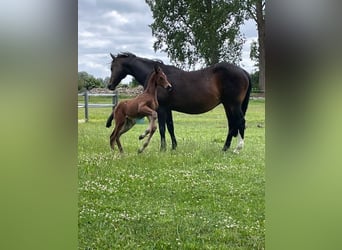 Holstein, Stallion, Foal (06/2026), 16.3 hh, Can be white