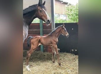 Holstein, Stallion, Foal (06/2026), 16.3 hh, Can be white