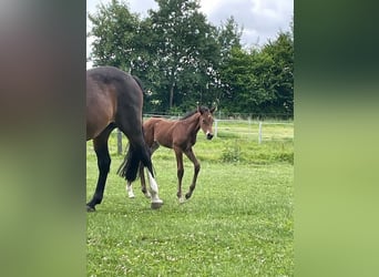Holstein, Stallion, Foal (06/2026), 16.3 hh, Can be white