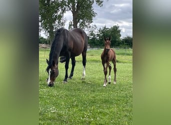 Holstein, Stallion, Foal (06/2026), 16.3 hh, Can be white