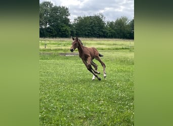 Holstein, Stallion, Foal (06/2026), 16.3 hh, Can be white