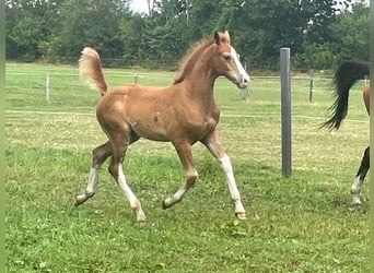 Holstein, Stallion, Foal (04/2026), 16.3 hh, Chestnut-Red