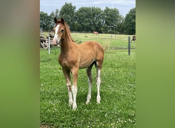 Holstein, Stallion, Foal (04/2026), 16.3 hh, Chestnut-Red