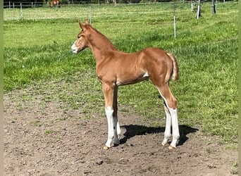 Holstein, Stallion, Foal (04/2026), 16.3 hh, Chestnut-Red