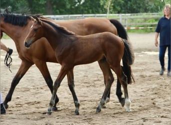 Holstein, Stallion, Foal (05/2026), 16 hh, Brown