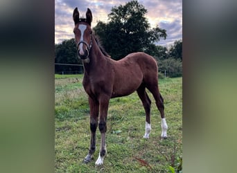 Holstein, Stallion, Foal (06/2025), 16,1 hh, Brown