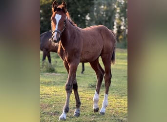 Holstein, Stallion, Foal (06/2025), 16,1 hh, Brown