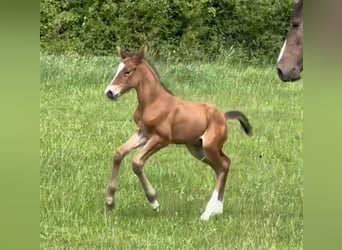 Holstein, Stallion, Foal (06/2025), 16,1 hh, Brown