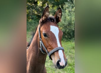 Holstein, Stallion, Foal (06/2025), 16,1 hh, Brown