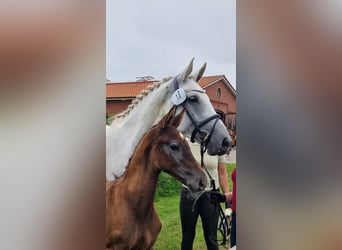Holstein, Stallion, Foal (05/2025), 16,1 hh