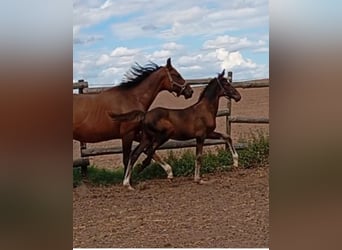 Holstein, Stallion, Foal (05/2025), 16,2 hh, Black