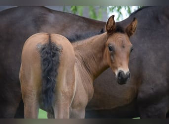 Holstein, Stallion, Foal (05/2025), 16,2 hh, Brown