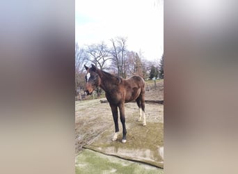 Holstein, Stallion, Foal (06/2025), 16,2 hh, Brown