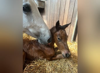 Holstein, Stallion, , 16,2 hh, Brown