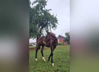 Holstein, Stallion, Foal (04/2025), 16,2 hh, Brown