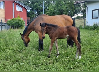 Holstein, Stallion, Foal (04/2025), 16,2 hh, Brown