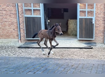 Holstein, Stallion, Foal (04/2025), 16,2 hh, Brown