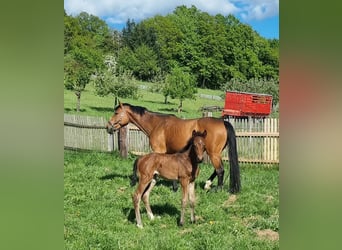 Holstein, Stallion, Foal (04/2025), 16,2 hh, Brown