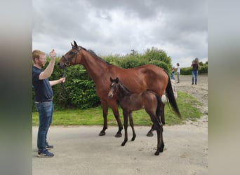 Holstein, Stallion, Foal (07/2025), 16,2 hh, Can be white