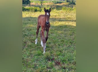 Holstein, Stallion, Foal (06/2025), 16,2 hh, Can be white