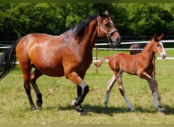 Holstein, Stallion, Foal (05/2025), 16,2 hh, Chestnut-Red