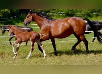 Holstein, Stallion, Foal (05/2025), 16,2 hh, Chestnut-Red