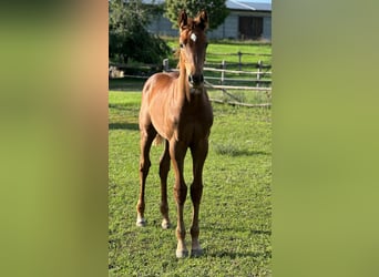 Holstein, Stallion, Foal (04/2025), 16,2 hh, Chestnut-Red