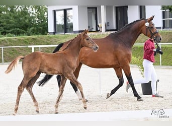 Holstein, Stallion, Foal (04/2025), 16,2 hh, Chestnut-Red