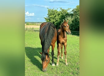 Holstein, Stallion, Foal (04/2025), 16,2 hh, Chestnut-Red