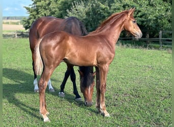 Holstein, Stallion, Foal (04/2025), 16,2 hh, Chestnut-Red