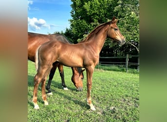 Holstein, Stallion, Foal (04/2025), 16,2 hh, Chestnut-Red