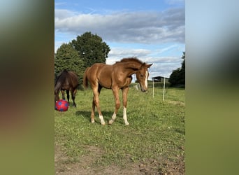 Holstein, Stallion, Foal (05/2025), 16,2 hh, Chestnut-Red
