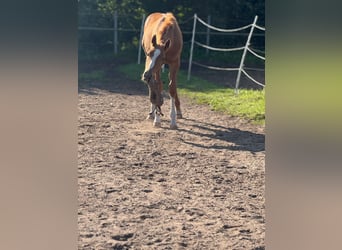 Holstein, Stallion, Foal (05/2025), 16,2 hh, Chestnut-Red