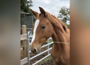 Holstein, Stallion, Foal (05/2025), 16,2 hh, Chestnut-Red