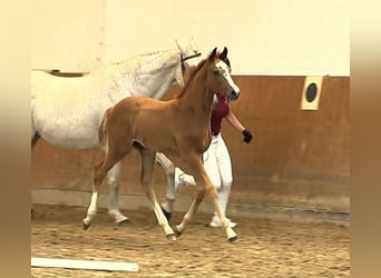Holstein, Stallion, Foal (05/2025), 16,2 hh, Chestnut-Red
