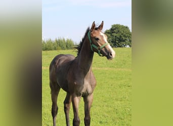 Holstein, Stallion, Foal (04/2025), 16,2 hh, Grey