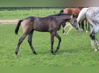 Holstein, Stallion, Foal (04/2025), 16,2 hh, Grey