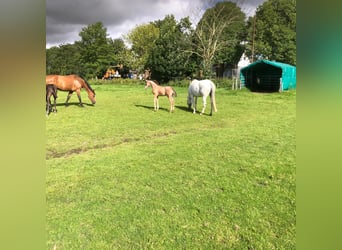 Holstein, Stallion, Foal (06/2025), 16,2 hh, Grey