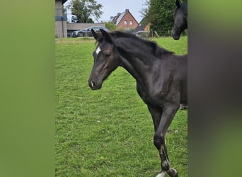 Holstein, Stallion, Foal (05/2025), 16,2 hh, Smoky-Black