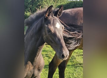 Holstein, Stallion, Foal (05/2025), 16,2 hh, Smoky-Black