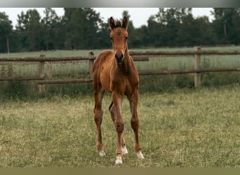 Holstein, Stallion, Foal (04/2025), 16,3 hh, Brown